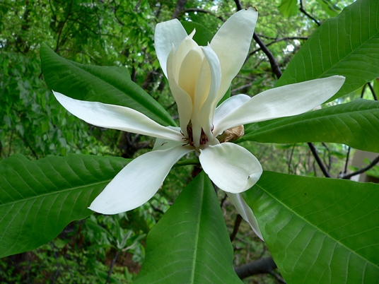 {Magnolia tripetala}